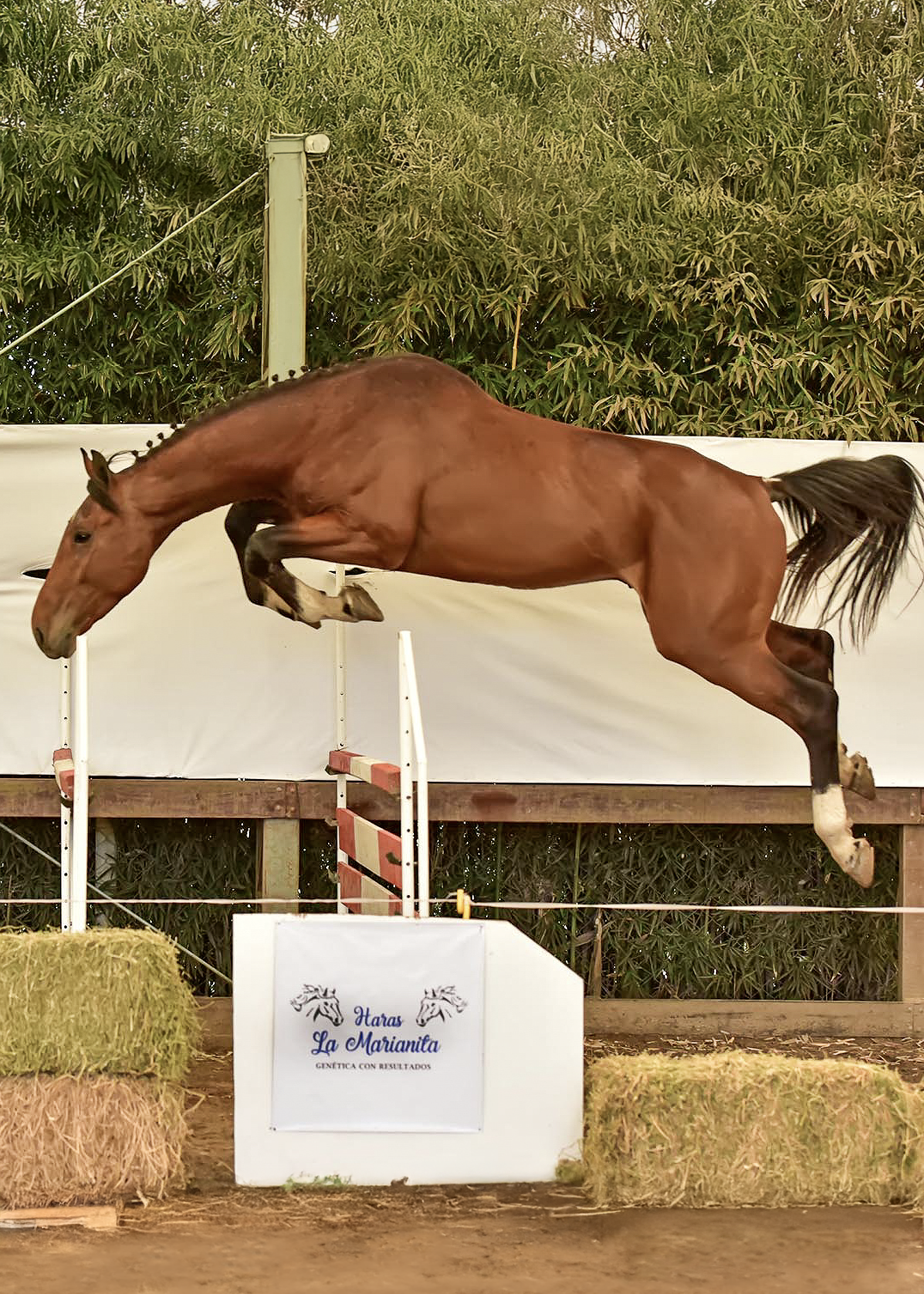 Imperial du Rouet-carrusel