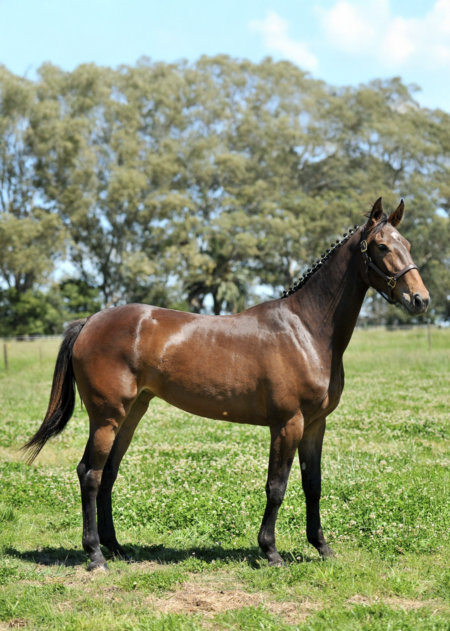 La-Marianita-gallery-13