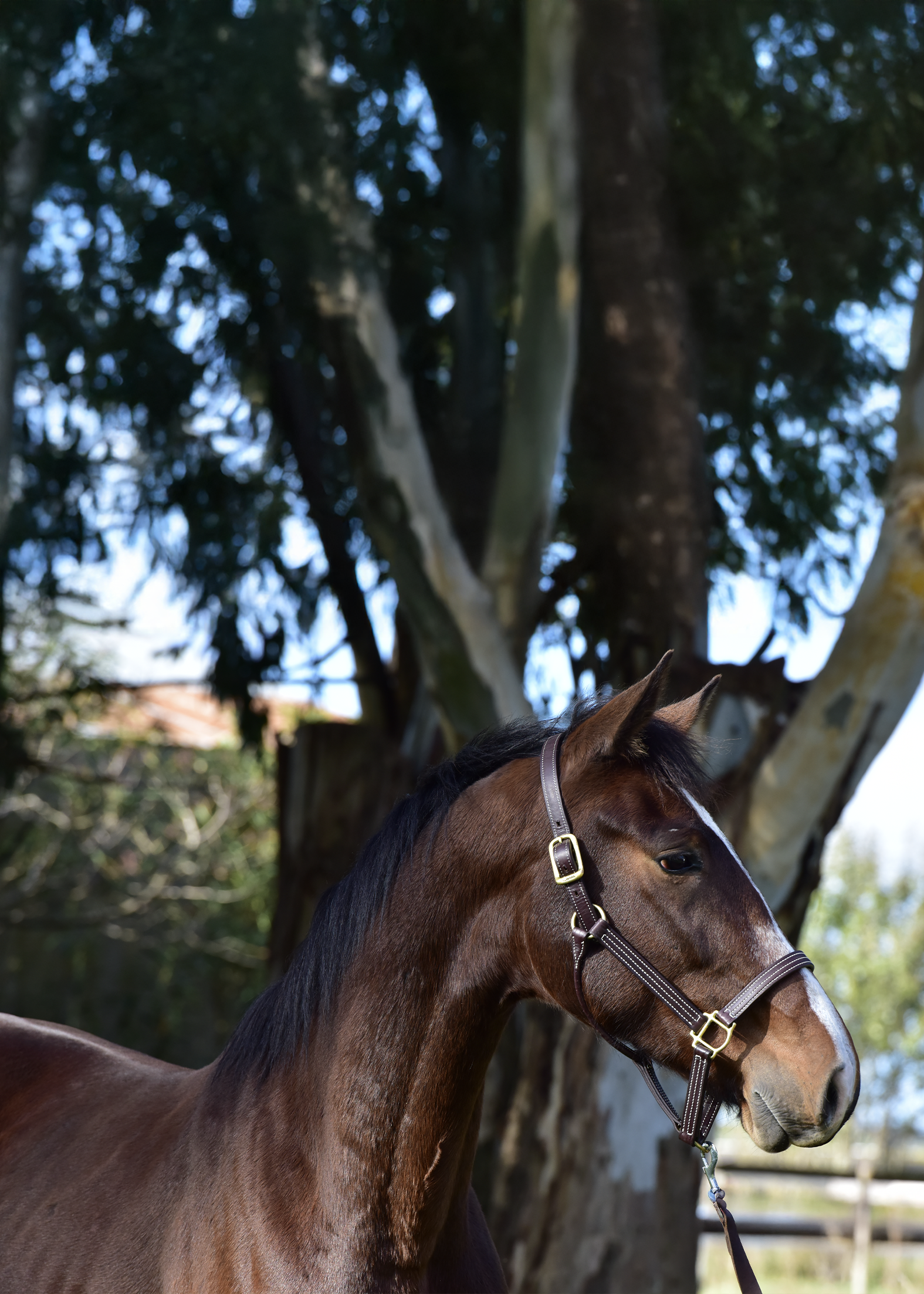 La-Marianita-gallery-14