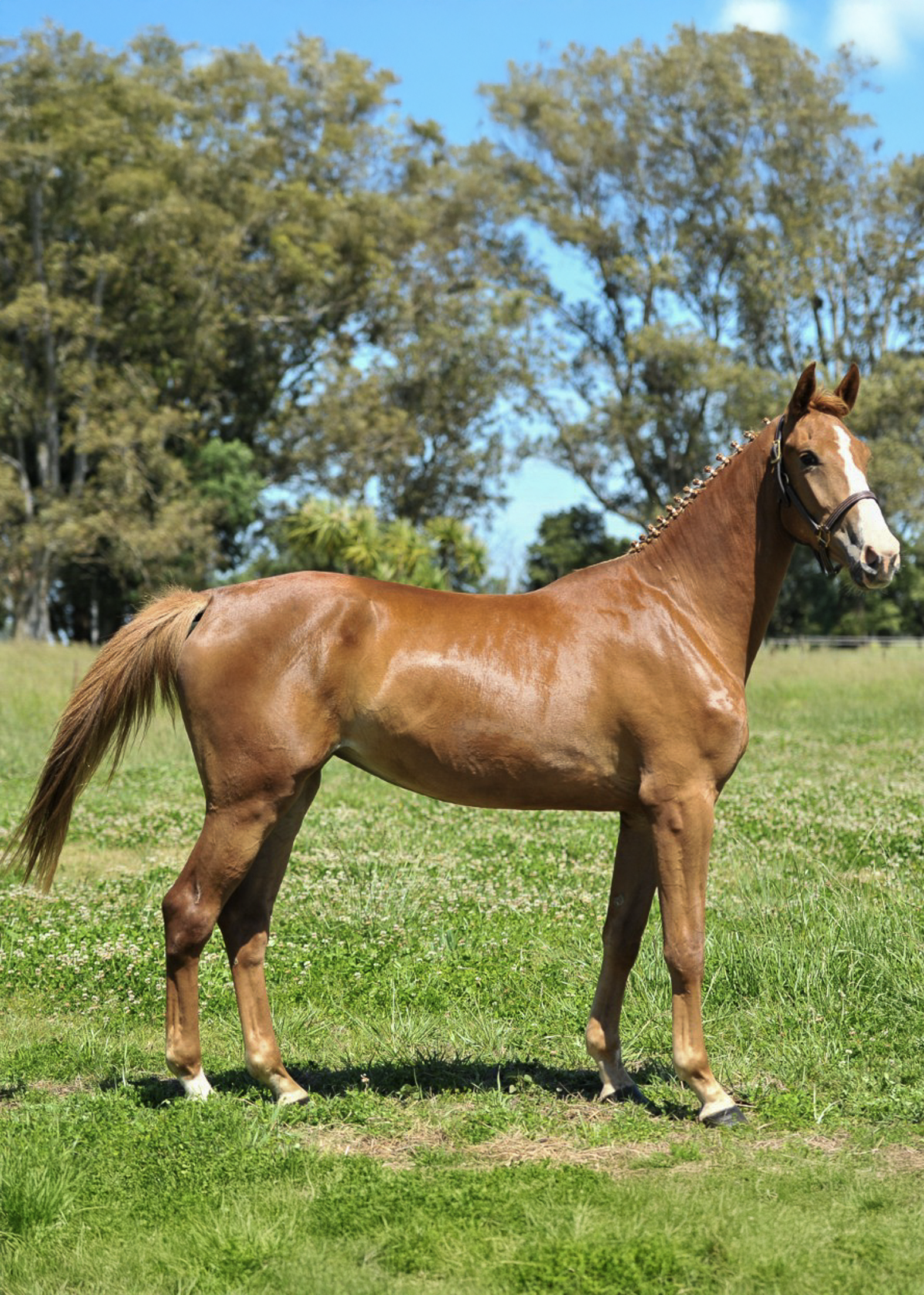 La-Marianita-gallery-2