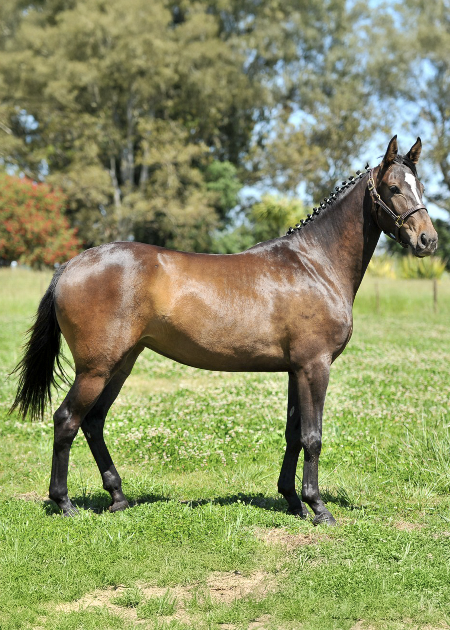 La-Marianita-gallery-3