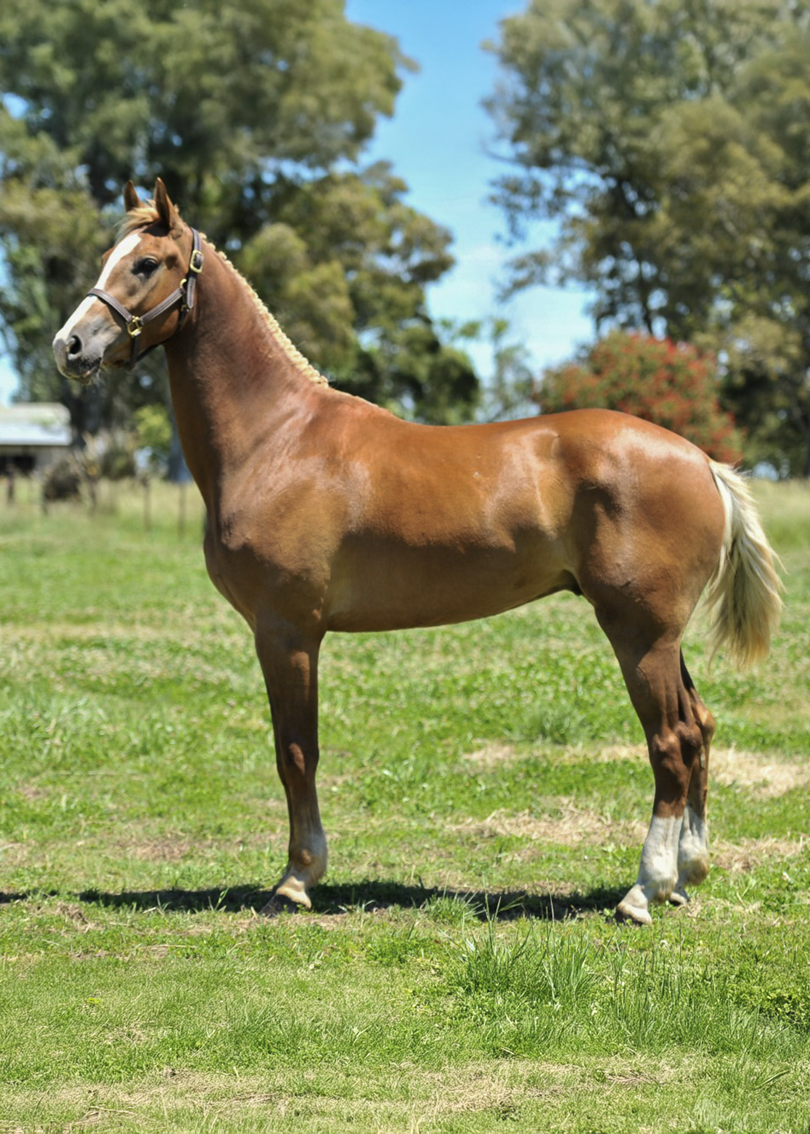 La-Marianita-gallery-5