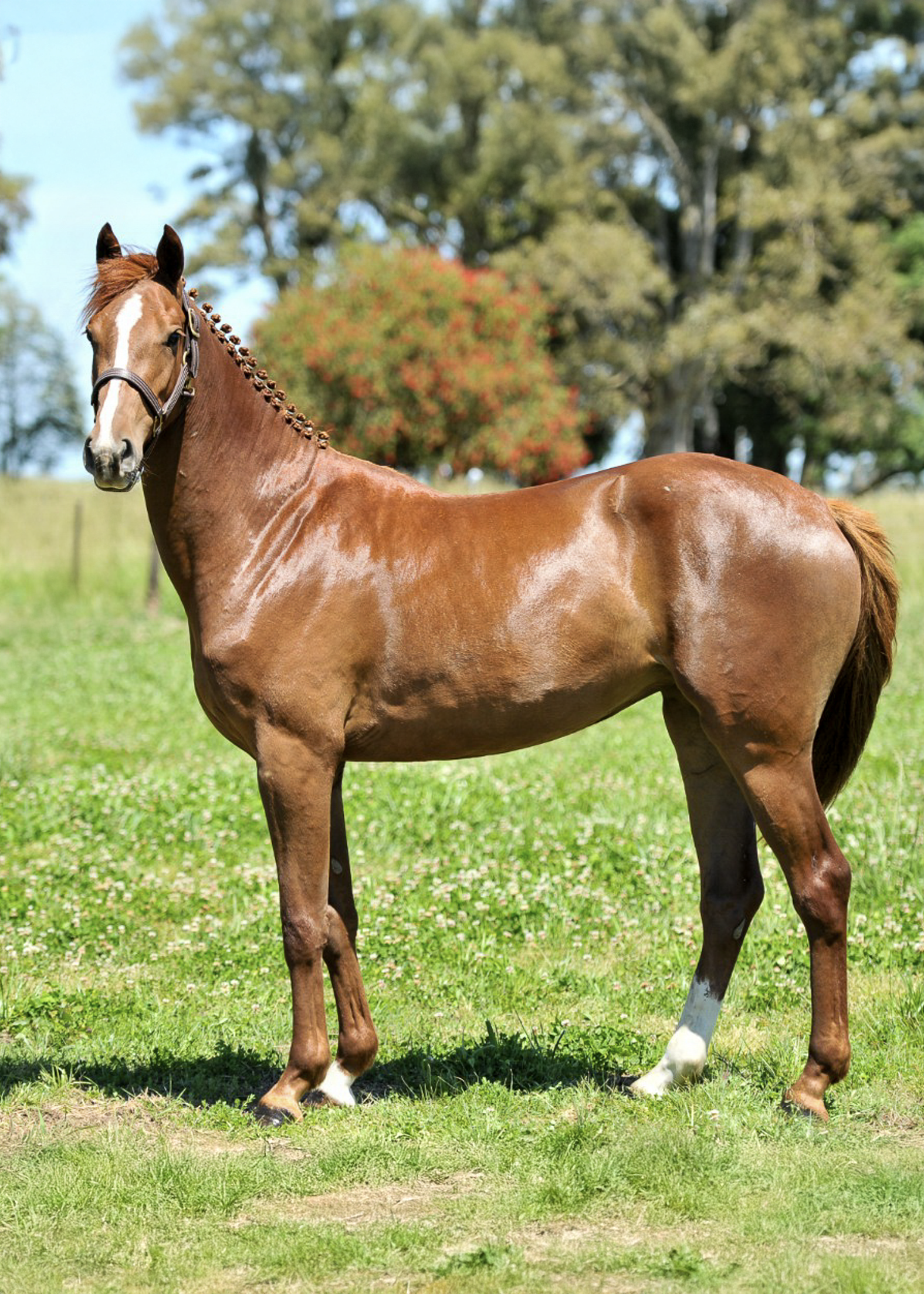 La-Marianita-gallery-6