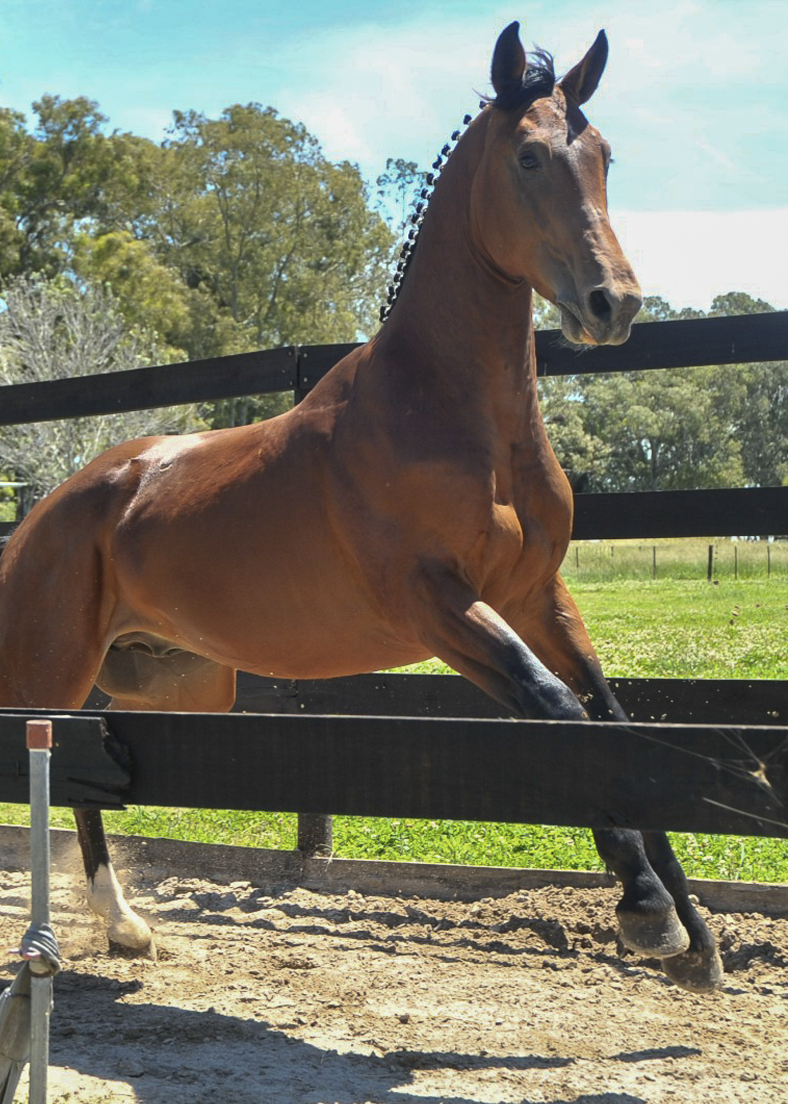 La-Marianita-gallery-7